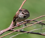 2016 06 11 WildLife MPLS 157